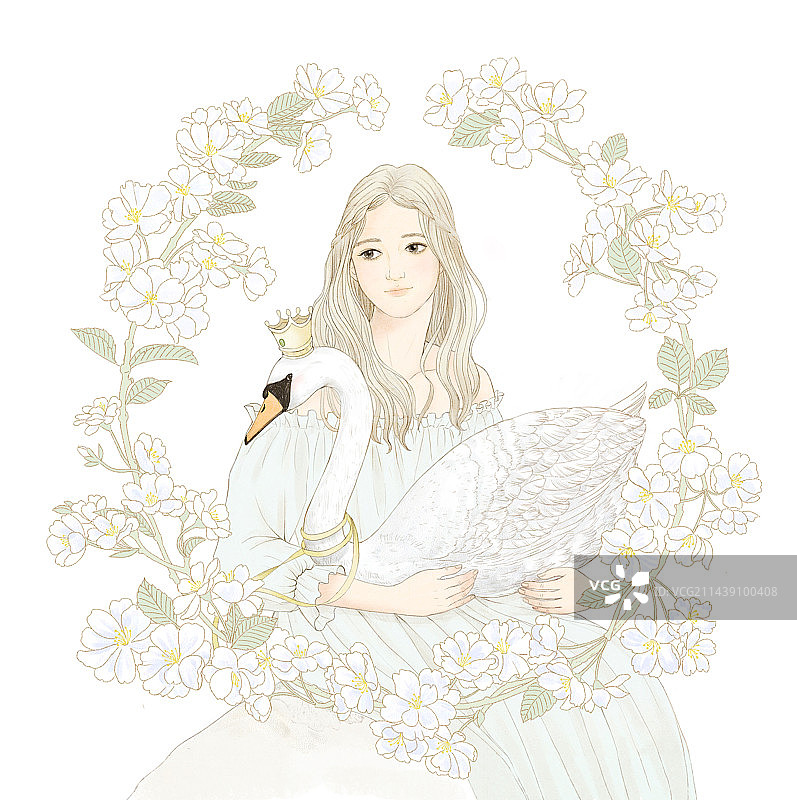 野天鹅图片素材