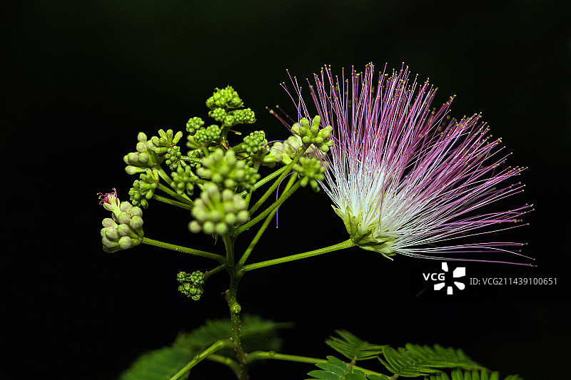 合欢花图片素材