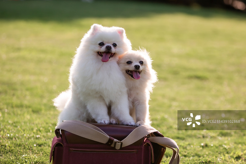 哥俩好图片素材