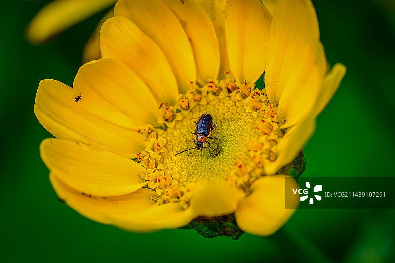 黄花上的小甲虫特写图片素材
