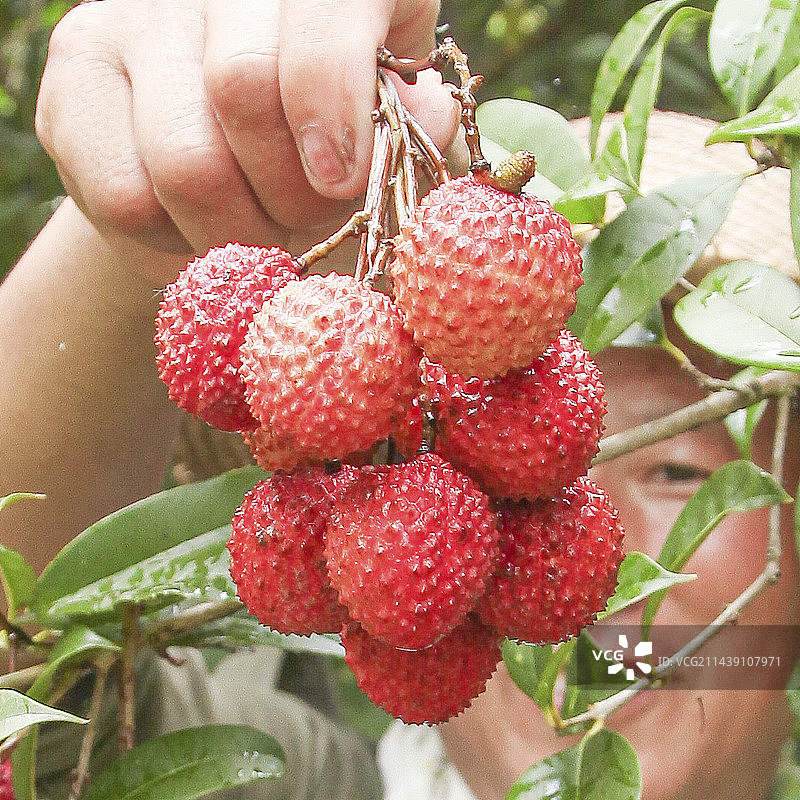 手里拿着桂味荔枝图片素材