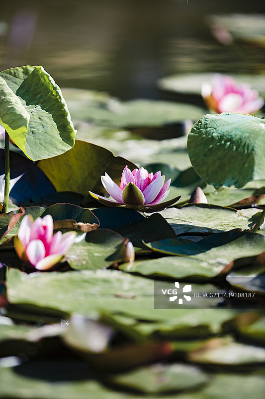 江苏南京明孝陵燕雀湖的莲花图片素材