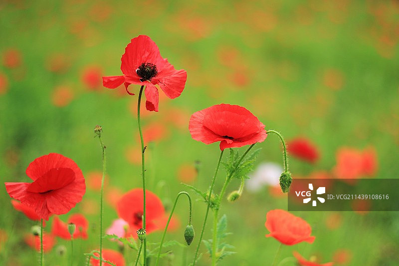 虞美人图片素材