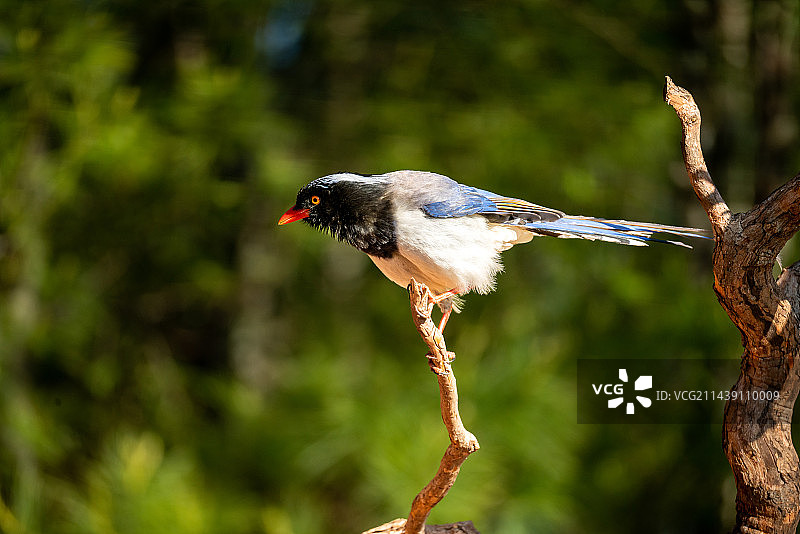 红嘴蓝鹊图片素材