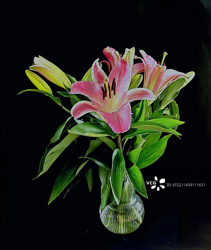 黑色背景下的百合花图片素材