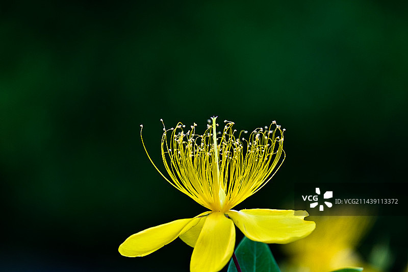 黄色金丝桃特写图片素材