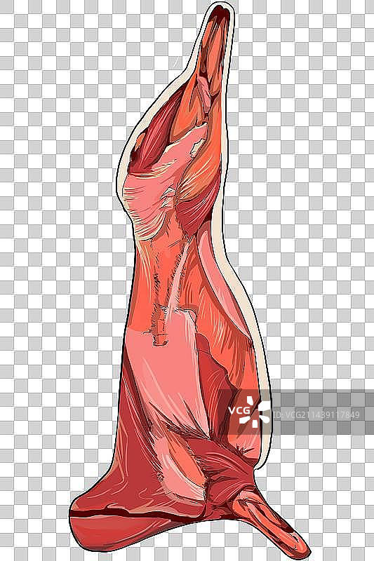 羊肌肉图片素材