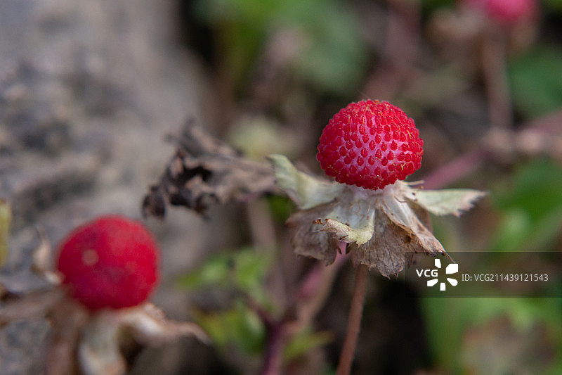 户外生长的浆果特写镜头   蔷薇科蛇莓属植物图片素材