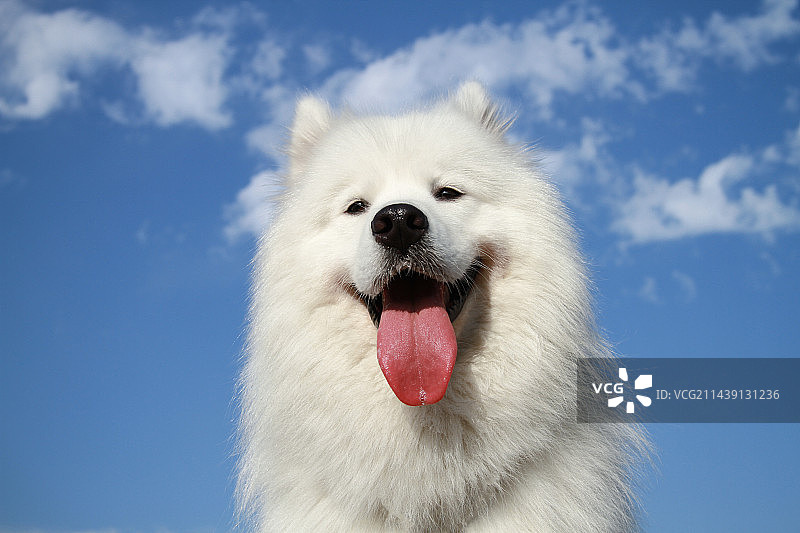 萨摩耶面部特写图片素材