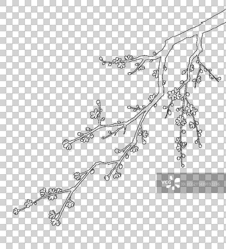 腊梅手绘线稿插画图片素材