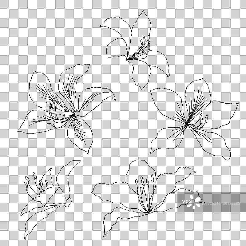 羊蹄甲手绘线稿插画图片素材