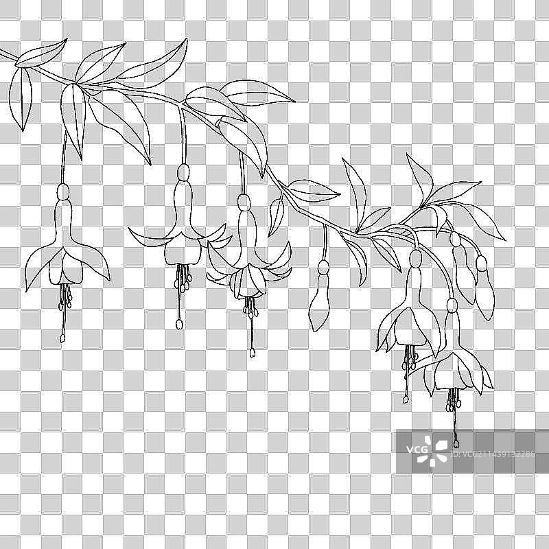 倒挂金钟花手绘线稿插画图片素材