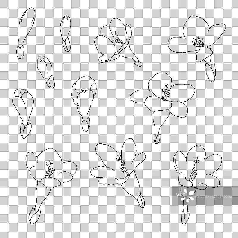 小香兰手绘线稿插画图片素材