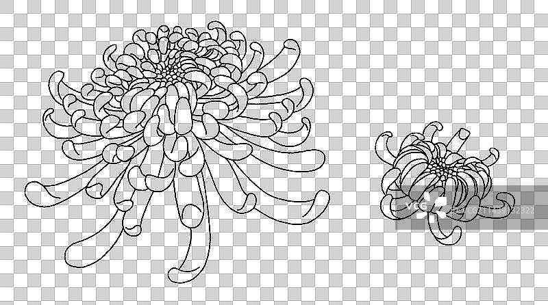 九月菊花手绘线稿插画图片素材