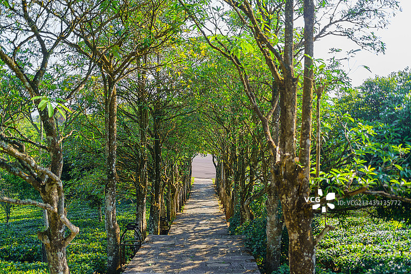 中华普洱茶博览苑图片素材