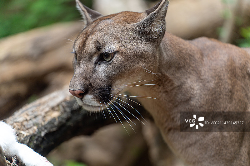 专注的大猫图片素材