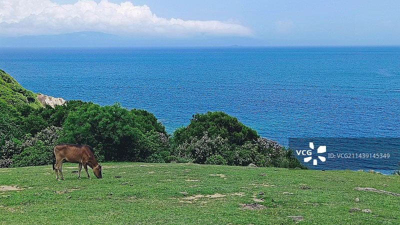 香港塔门岛的牛图片素材