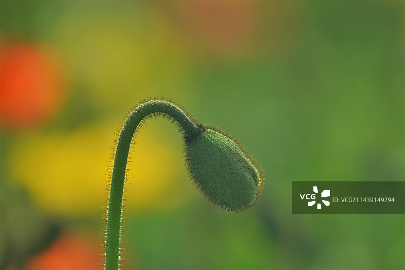 虞美人图片素材