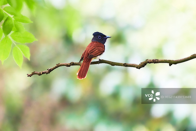 林间仙子寿带鸟图片素材