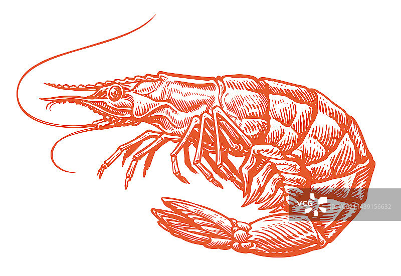 烹饪用大红虾素描图片素材