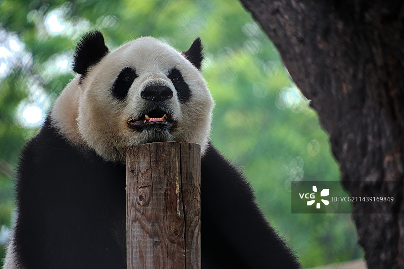 北京动物园里的熊猫图片素材