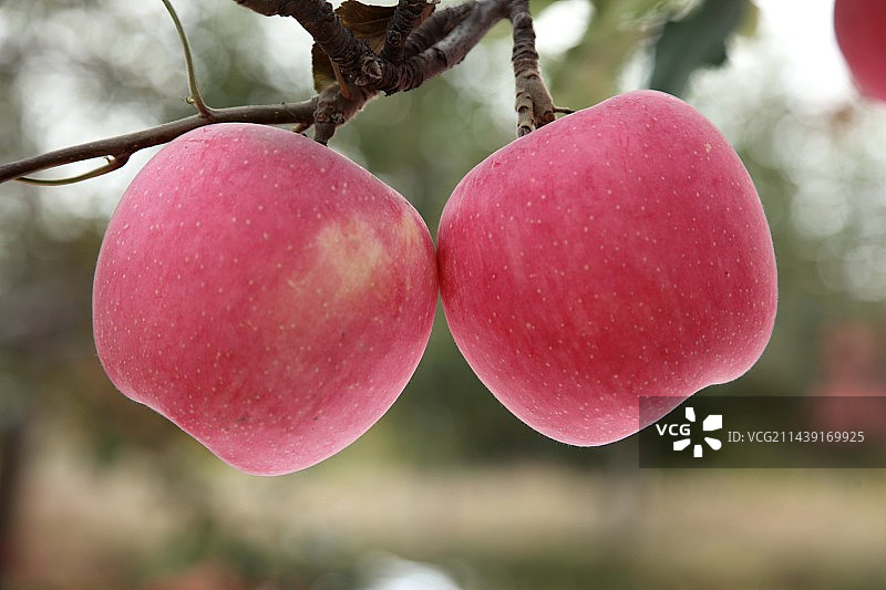 喜丰收图片素材