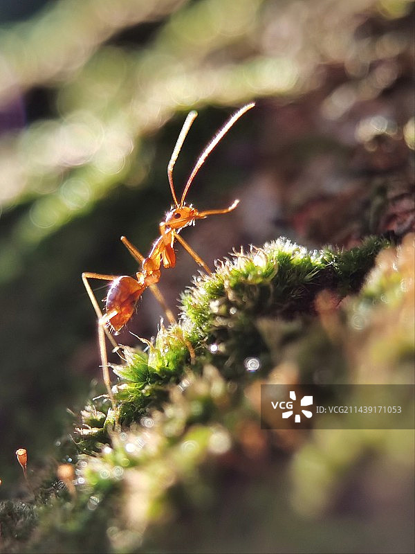 苔藓上的小蚂蚁图片素材