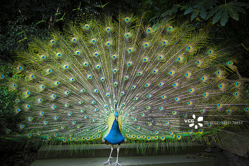 多个标题动物、建筑、雕像、图片素材