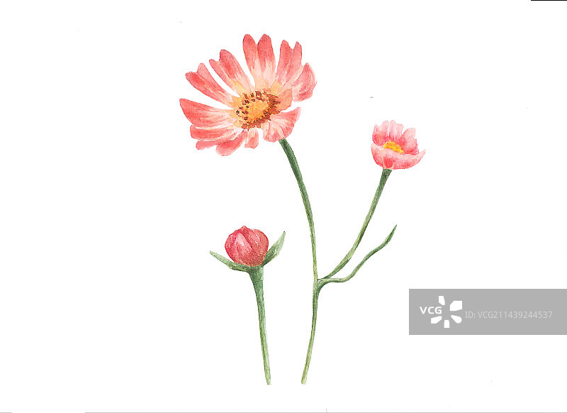 水彩手绘-粉红太阳花图片素材