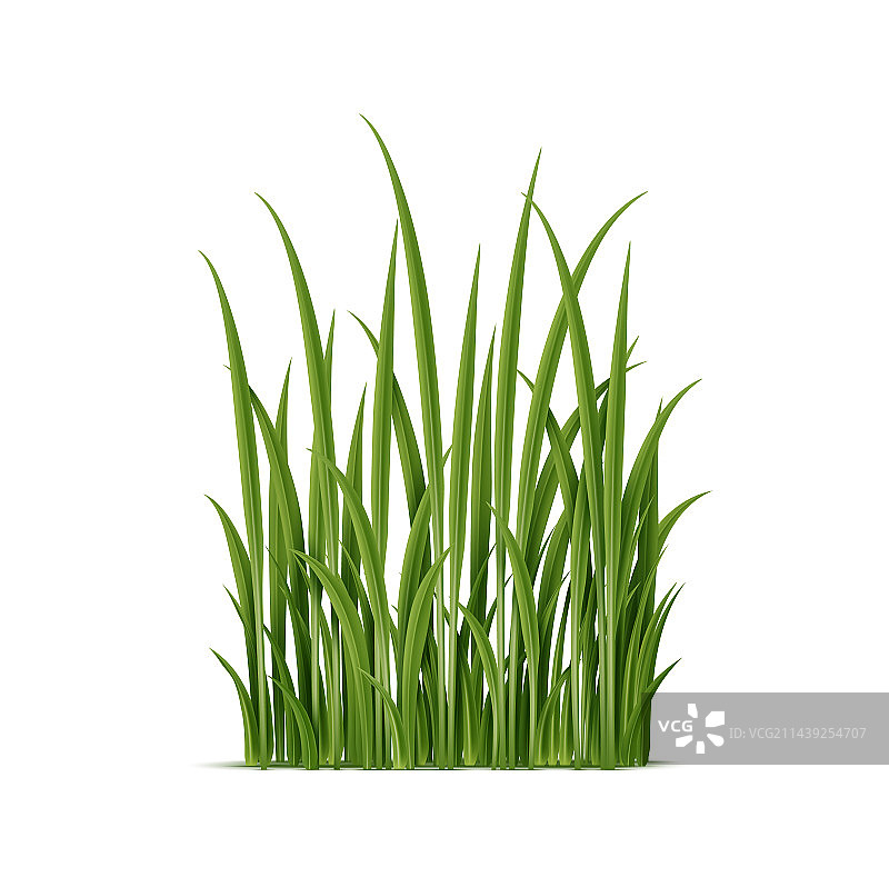 具有复杂细节的逼真草丛图片素材