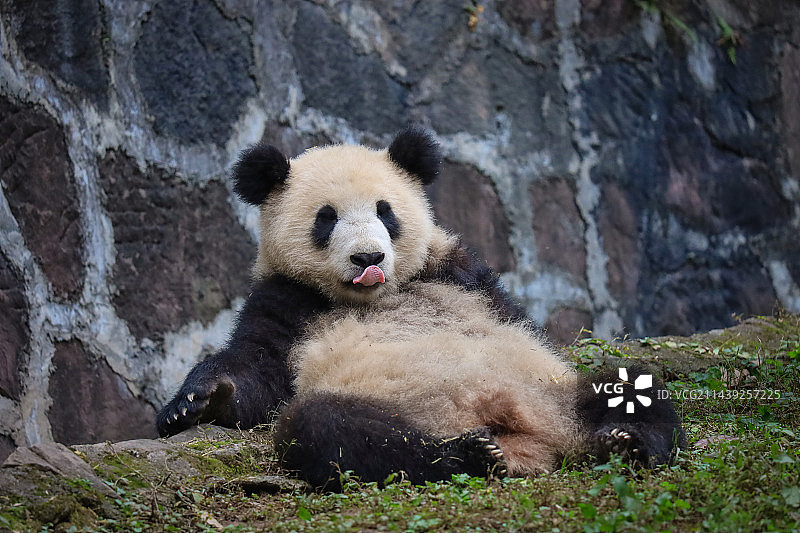 大熊猫“金嘟嘟”这姿势也太潇洒了吧！图片素材