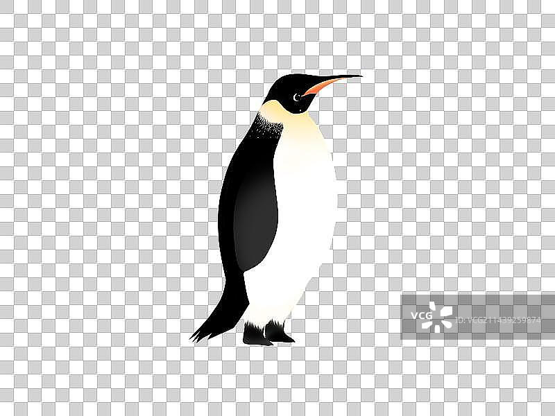 企鹅免扣素材图片素材