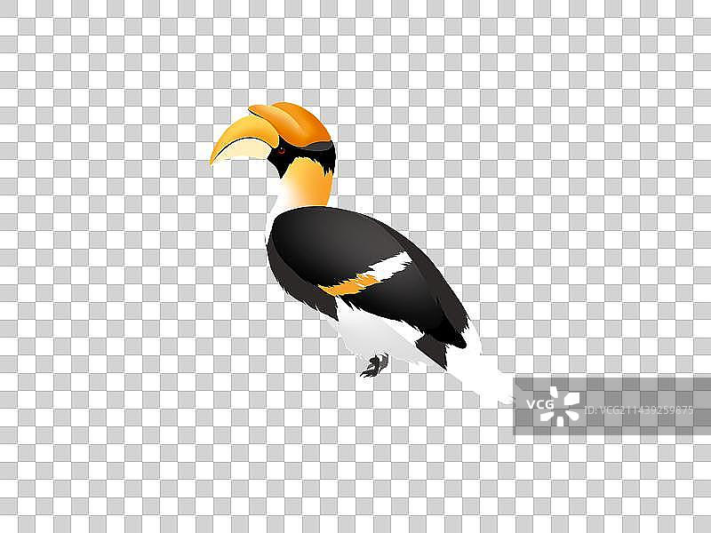 双角犀鸟免扣素材图片素材