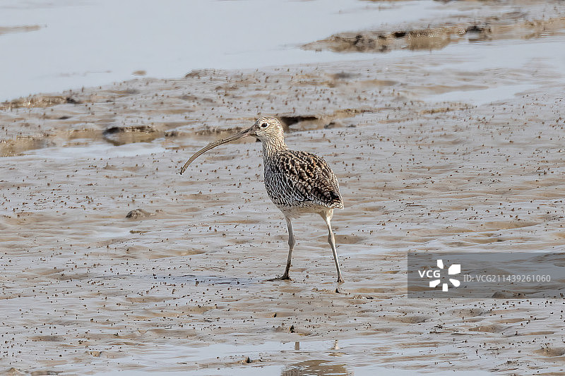 白腰杓鹬图片素材