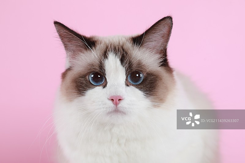 宠物猫咪摄影图片素材