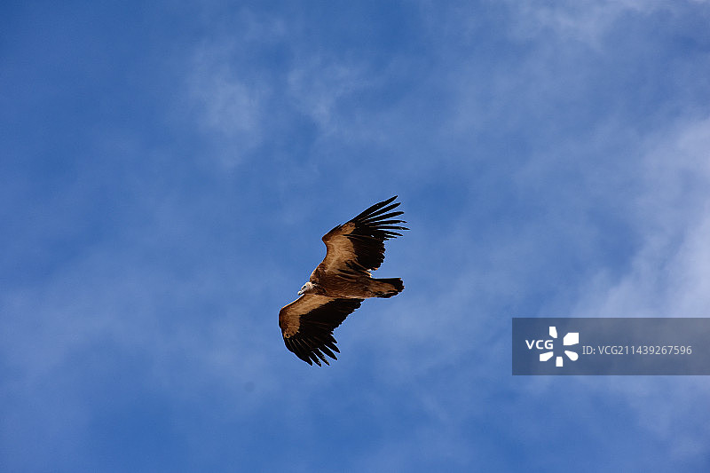秃鹫图片素材