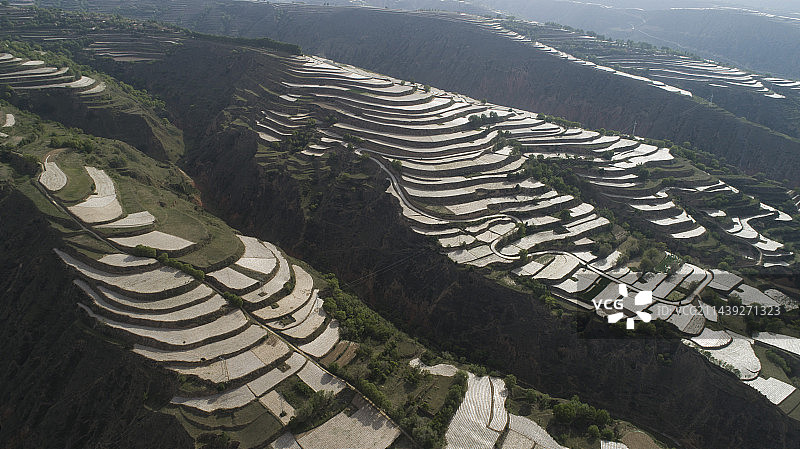 甘肃临洮：初夏梯田美如画图片素材