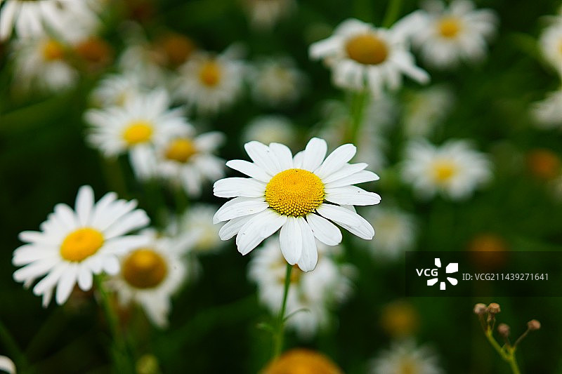 大滨菊小雏菊图片素材