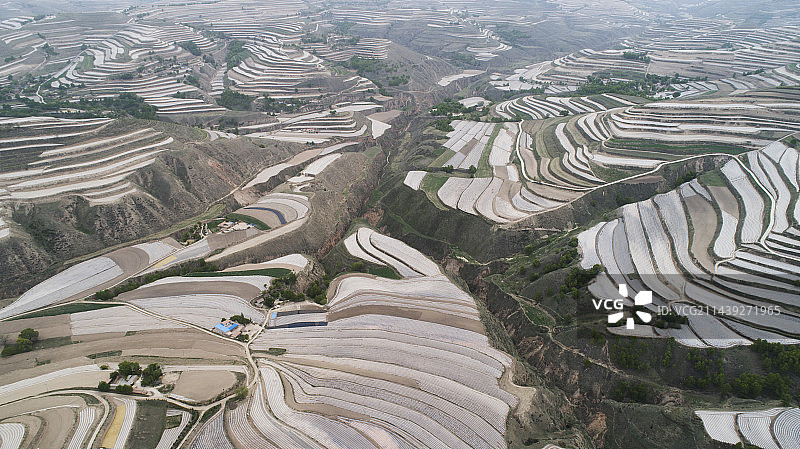 甘肃临洮：初夏梯田美如画图片素材