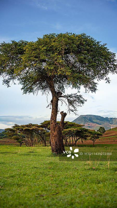 非洲冠状树林图片素材