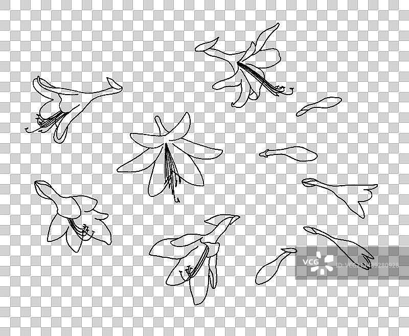 玉簪花植物手绘线稿插画图片素材