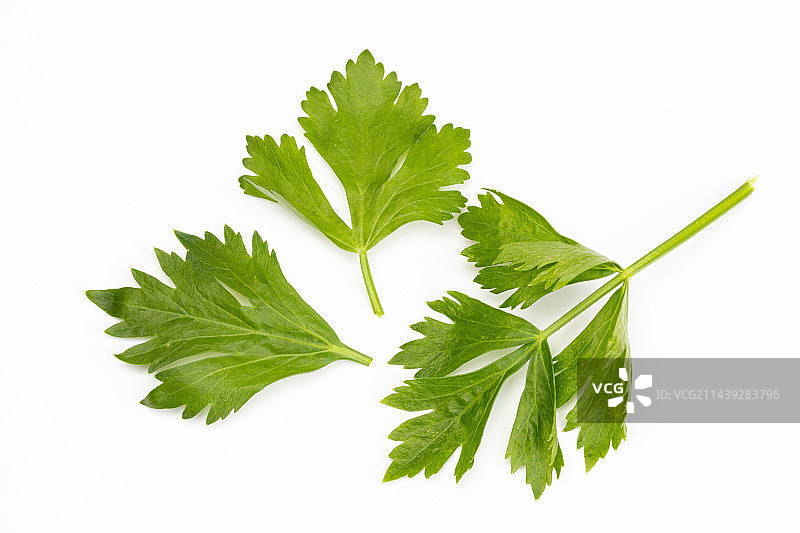 三片芹菜叶子图片素材