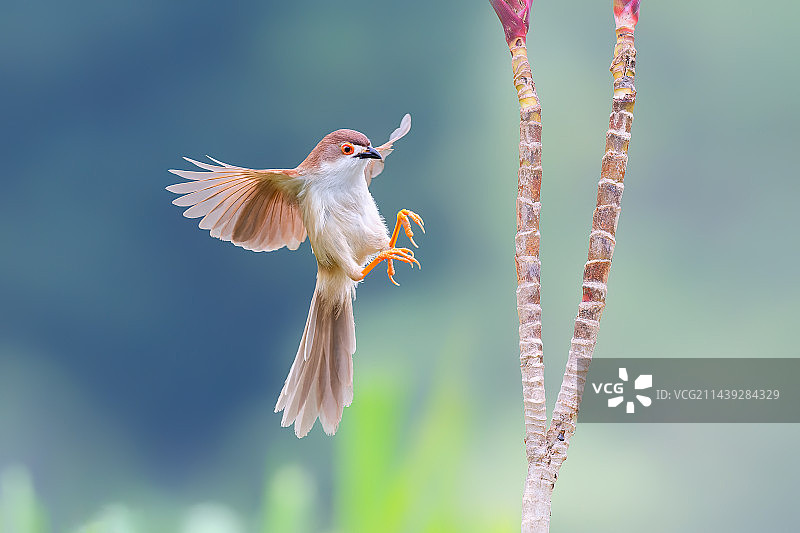 金眼鹛雀图片素材