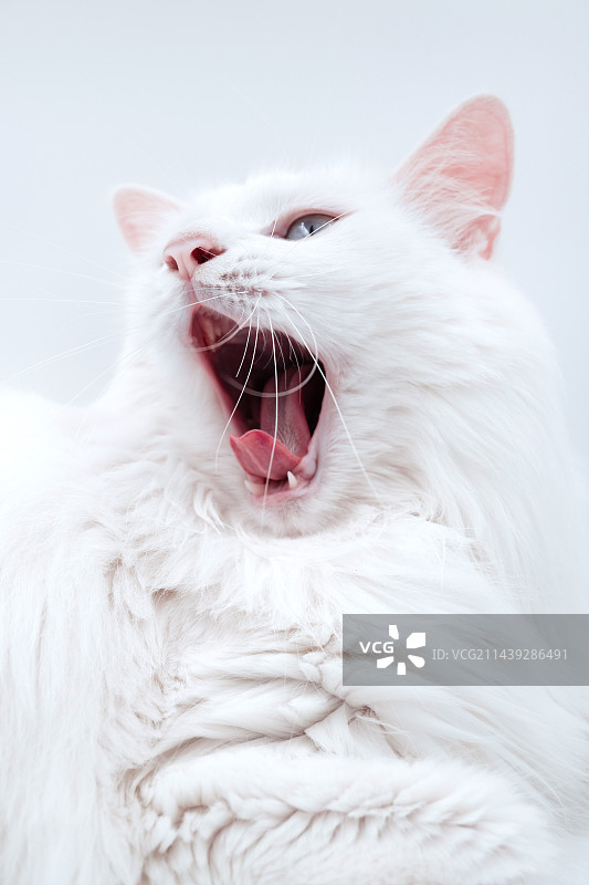 狮子猫图片素材