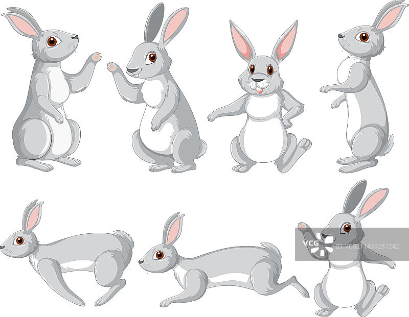 不同姿势的白色兔子合集图片素材