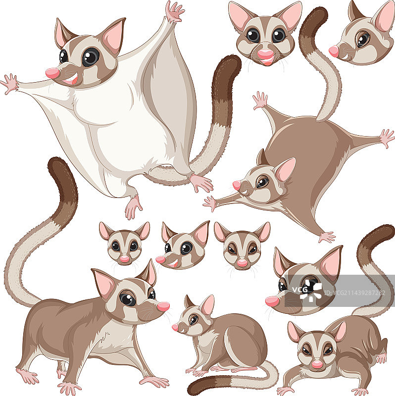 带头部和身体的蜜袋鼯角色合集图片素材