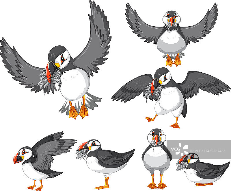 卡通风格海鹦鸟图片素材