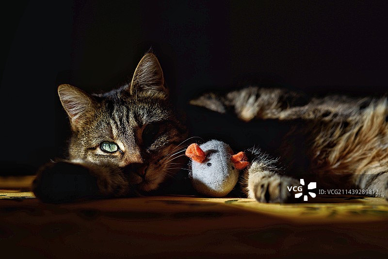 Tom and Jerry图片素材