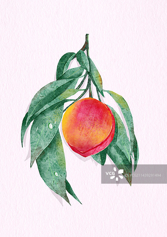 夏天切开的桃子水蜜桃油桃图片素材