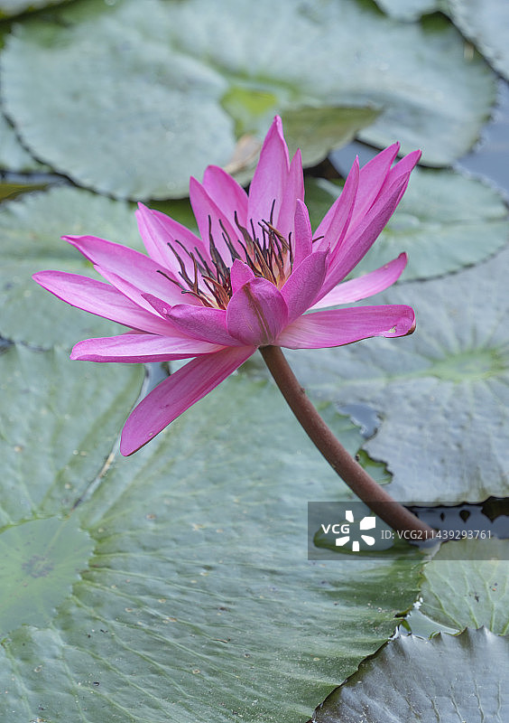 一朵开放的柔毛睡莲图片素材